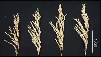 В Китае экспериментируют с повышением урожайности риса
