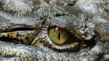 В Индонезии крокодил затащил в бассейн и заживо съел ученую во время кормежки