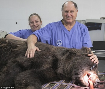 Зоозащитники привезли из Британии в Армению «человеческого» стоматолога, чтобы полечить зубы спасенному из неволи медведю