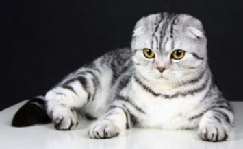 В Днепре спасли кошку, которая проглотила клубок резинок