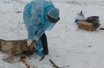 Волк, которого убили под Бердянском, не был бешеным - результаты предварительной экспертизы