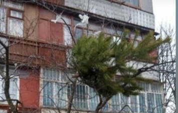 В Запорожье жильцы многоэтажки выбросили елку прямо с балкона, она застряла на дереве (фотофакт)