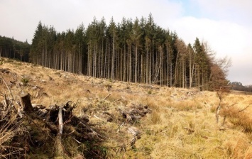 ЕС инициирует переговоры об отмене моратория на вывоз леса-кругляка