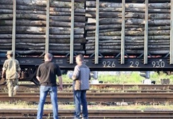 ВР предлагают запретить экспорт дров до 2027 года