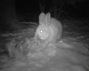 «Мутанты или пришельцы?»: Хищные кролики каннибалы оккупируют Землю