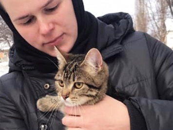 Сутки не мог слезть: в Харькове спасли домашнего кота, замерзавшего на дереве