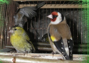 В Борисполе на таможне в клетках застряли полторы тысячи щеглов: треть птиц погибла