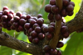 Более половины диких видов кофе находятся под угрозой вымирания - ученые