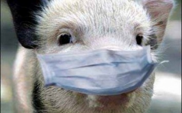 На Днепропетровщине зафиксировали новую вспышку африканской чумы свиней
