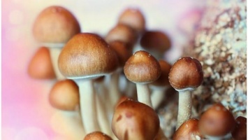 В Австралии неизлечимо больным будут давать галлюциногенные грибы