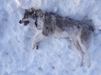 У школы в Кременчуге нашли труп домашней собаки с раной (фото 18+)