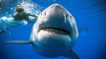 Огромная белая акула подплыла к дайверам: невероятные фото и видео