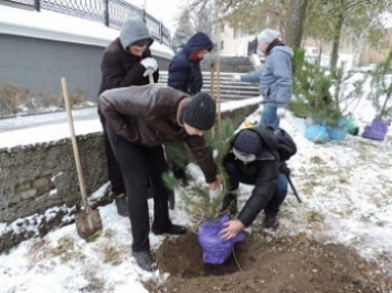 В Мелитополе в прошлом году посадили больше 4 тысяч деревьев