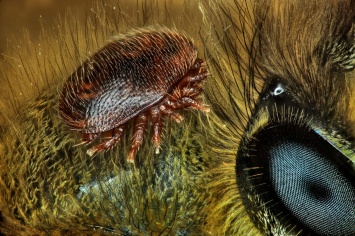 Ученые назвали главную причину разрушения пчелиных семей