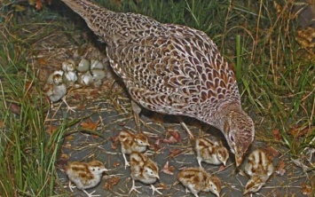 В питомнике на Херсонщине к концу лета планируют вырастить около трех тысяч фазанов