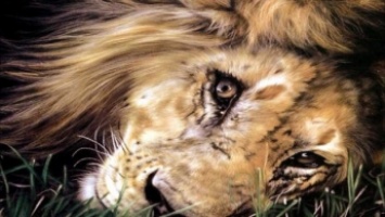 В Запорожской области умер лев, спасенный из частного зоопарка под Донецком (ФОТО-ВИДЕО)
