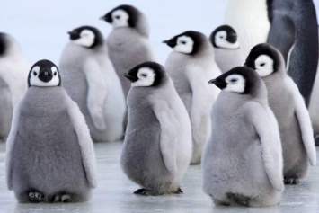 В сети показали видео, где неуклюжие пингвинята отбиваются от хищника
