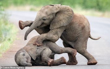 Дети - всегда дети: фотограф из Нидерландов «подсмотрела» играющих слонят