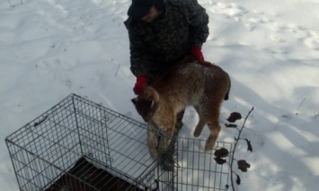 В Житомирской области обнаружили раненую рысь