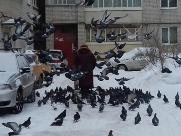 В Воронеже «повелительница голубей» восхищает пользователей Сети и раздражает соседей по дому