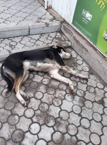 В выходные в Корабельном районе Николаева массово травили бездомных собак
