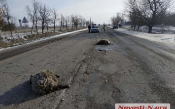 На трассе «Николаев-Доманевка-Березки» автомобиль на большой скорости врезался в отару овец: есть пострадавшие, погибли животные