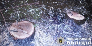 На Луганщине начальник отдела областной ГСЧС нелегально вырубал деревья