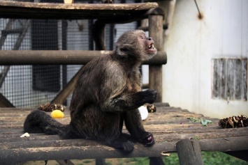 Появилось видео, как обезьяна сама убирает вольер в китайском зоопарке