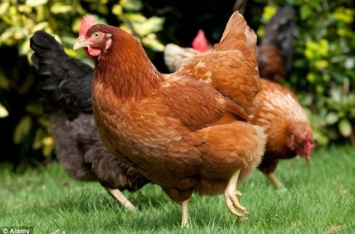 Ученые намерены создать генетически модифицированных куриц