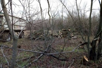 На Донетчине чиновники выдавали "черным" лесорубам незаконные разрешения на вырубку деревьев
