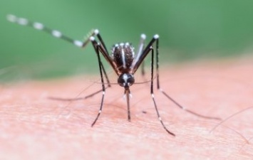 Во Львове был замечен очередной случай малярии