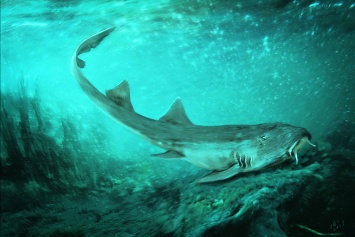 В Южной Дакоте обнаружен новый вид акулы мелового периода