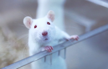 «Стирание» воспоминаний ослабило зависимость крыс от кокаина