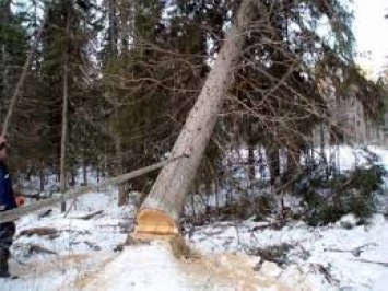Трагедия в Харьковской области: мужчина погиб в лесу