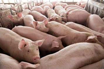 В Китае создают "живую" вакцину против африканской чумы свиней
