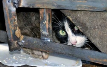 В Днепре в подвале жилого дома замуровали кошек