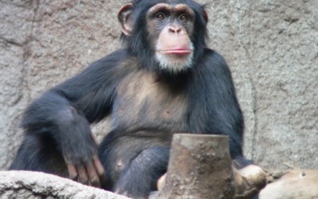 В зоопарке обезьяны сами убирают в своих клетках