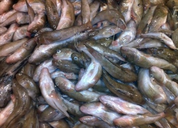 Черноморский рыбоохранный патруль обнаружил 50 кг бесхозной рыбы