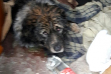 В Никополе нашлись хозяева провалившегося под лед и спасенного пса