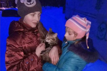 На Салтовке спасли кошку, замерзавшую на дереве (фото)