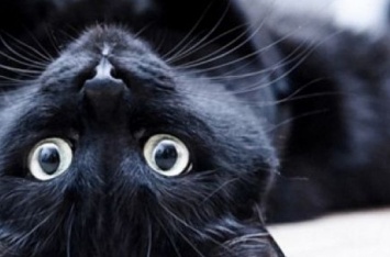 Черные кошки: приметы, которые сбываются