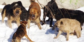 Свора диких собак разорвала животное на глазах у людей в центре города под Харьковом