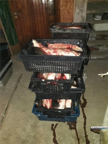 В Керчи предприниматель незаконно добыл 230 кг пиленгаса