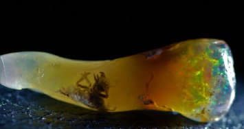 Ученый обнаружил древнее насекомое внутри драгоценного камня (Фото)