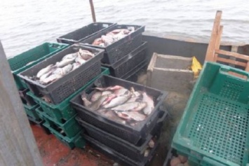 В Украине резко сократился вылов рыбы