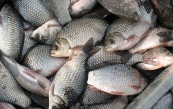 В Херсоне рыба стоит практически как мясо