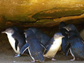 В Новой Зеландии злоумышленники при помощи лома украли из гнезда маленьких голубых пингвинов