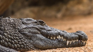 Филиппинец покусал крокодила, чтобы спасти сына