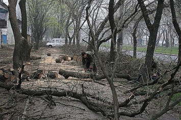 Сколько деревьев спилили и высадили в Новой Каховке в прошлом году?