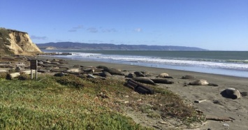 Сотня морских слонов захватила калифорнийский пляж благодаря шатдауну демократов. Фото